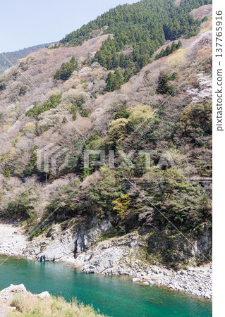 The Yoshino River at Oboke and Koboke during cherry blossom season. 137765916