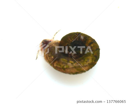 Planorbarius snail Planorbarius snail 137766065