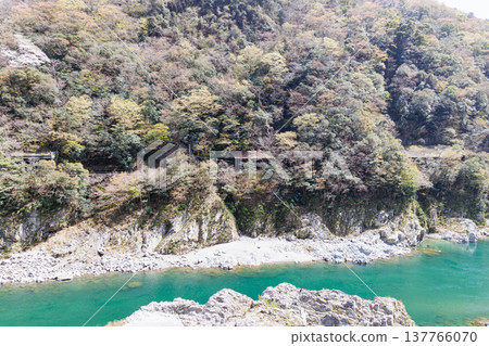 櫻花盛開時，大步川和小步川一帶的景色美不勝收。 137766070