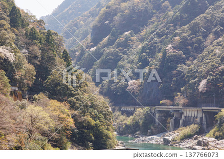 櫻花盛開時,大步川和小步川一帶的景色美不勝收。 櫻花盛開時,大步川和小步川一帶的景色美不勝收。 137766073