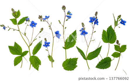 A segmented illustration showing vibrant green leaves and blooming blue flowers against a white background. 137766092