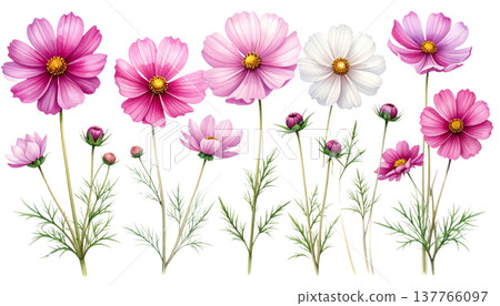 A beautiful bouquet of pink and purple spring flowers against a white background. A beautiful bouquet of pink and purple spring flowers against a white background. 137766097