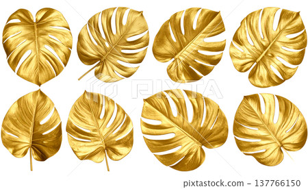 tropical leaves of palm leaves 137766150