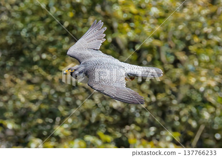 早春時節，一隻遊隼飛越山巒。 137766233