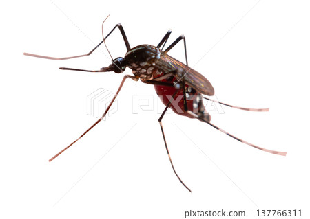 mosquito isolated on white background mosquito isolated on white background 137766311