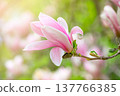 Magnolia flower with elegant pink petals blooming in spring fabulous green garden. 137766385