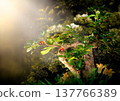 Fantasy Bonsai carmona Tree with two ladybugs in magical Forest, fairy tale garden with dawn rays. 137766389