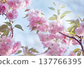 Sakura tree blossom, flower blooming in spring garden on sky background, springtime cherry bloom. 137766395