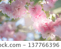 Sakura tree blossom, flower blooming in spring garden, springtime background with cherry bloom. 137766396
