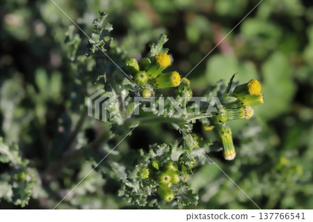 The yellow, petal-less (ray florets) flowers of the Senecio vulgaris bloom by the roadside in early spring. The yellow, petal-less (ray florets) flowers of the Senecio vulgaris bloom by the roadside in early spring. 137766541