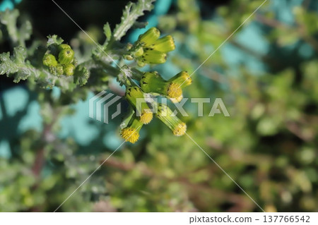 早春時節，路邊會盛開著無花瓣的黃色（舌狀花）千里光。 137766542