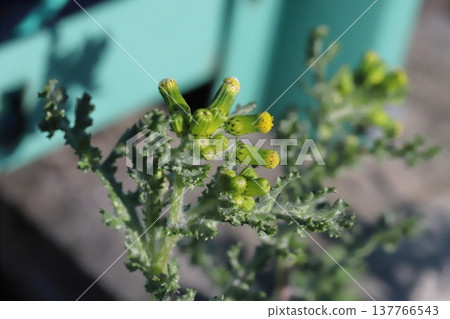 早春時節，路邊會盛開著無花瓣的黃色（舌狀花）千里光。 137766543