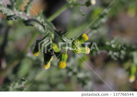 早春時節，路邊會盛開著無花瓣的黃色（舌狀花）千里光。 137766544