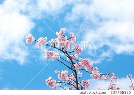 Okono櫻花樹 137766550