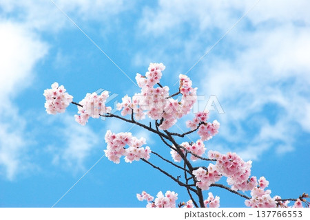 Okono櫻花樹 Okono櫻花樹 137766553