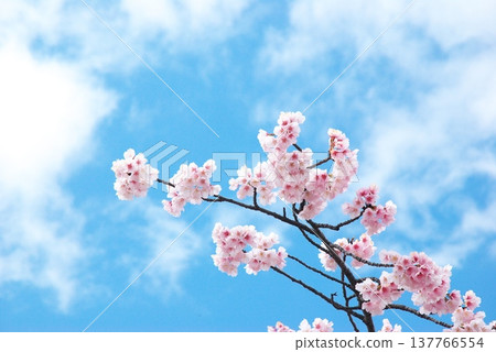 Okono櫻花樹 Okono櫻花樹 137766554