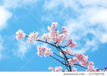 Okono cherry tree Okono cherry tree 137766556