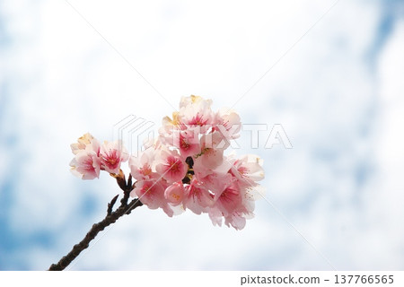 Okono櫻花樹 Okono櫻花樹 137766565
