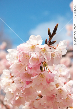 Okono櫻花樹 Okono櫻花樹 137766569