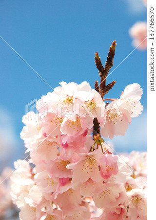 Okono櫻花樹 Okono櫻花樹 137766570
