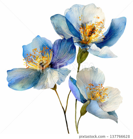Watercolor blooming Himalayan blue poppy flowers branch clip art illustration isolated on white background Watercolor blooming Himalayan blue poppy flowers branch clip art illustration isolated on white background 137766628