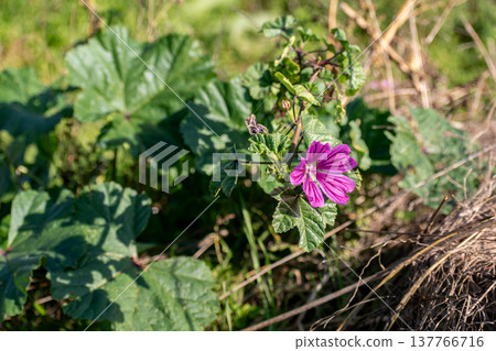 Mallow flower at the side of a road, malva sylvestris 137766716