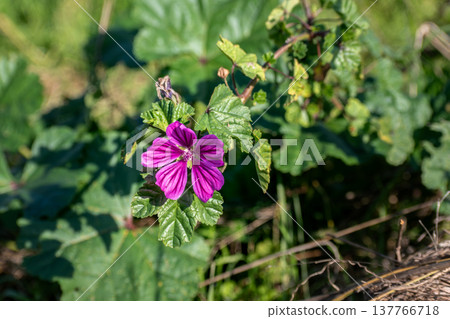 Mallow flower at the side of a road, malva sylvestris Mallow flower at the side of a road, malva sylvestris 137766718