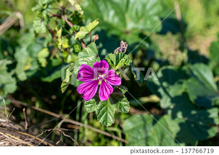 Mallow flower at the side of a road, malva sylvestris Mallow flower at the side of a road, malva sylvestris 137766719