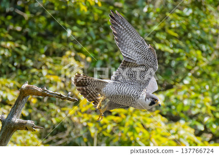 一隻遊隼從山上的一棵枯樹上躍出。 137766724