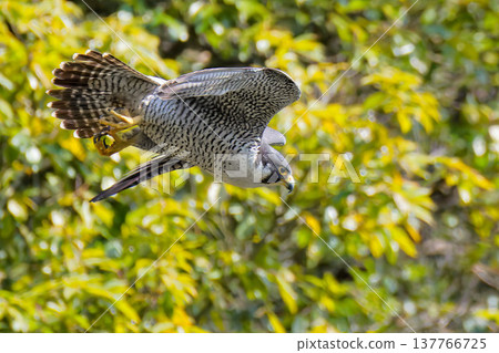 一隻遊隼試圖追風 一隻遊隼試圖追風 137766725