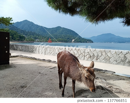 嚴島神社的鹿（廣島/宮島） 137766851