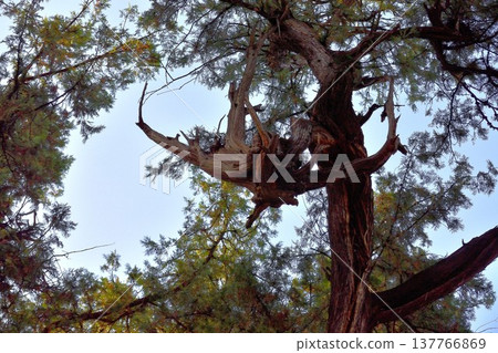 A tree that looks like a person is climbing it 137766869
