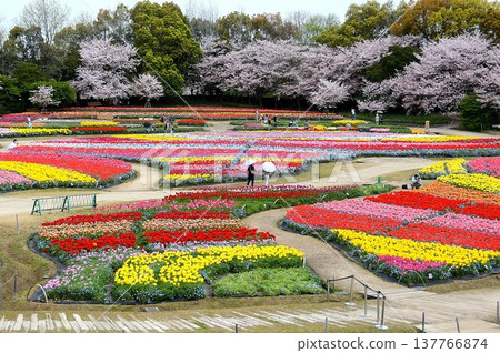 A field of tulips in bloom A field of tulips in bloom 137766874