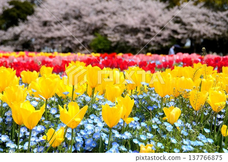 Tulips and nemophila blooming at Nabana no Sato Tulips and nemophila blooming at Nabana no Sato 137766875