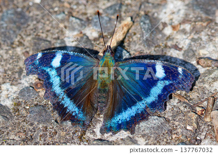 A Blue Admiral butterfly with its wings spread, photographed from above. A Blue Admiral butterfly with its wings spread, photographed from above. 137767032