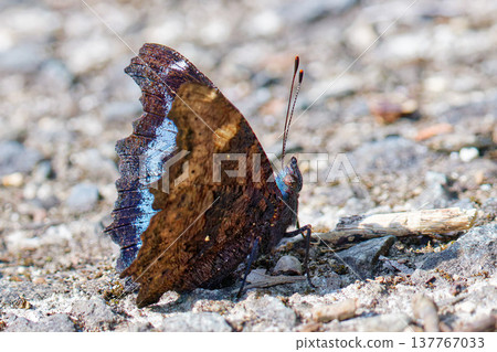 Blue Admiral butterfly, side view Blue Admiral butterfly, side view 137767033