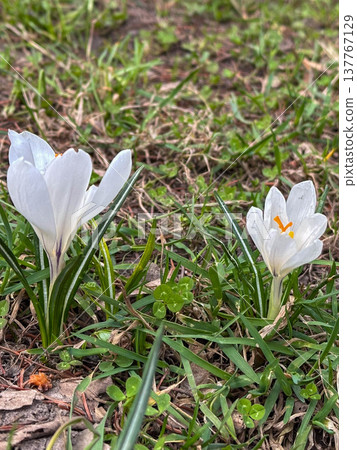 White crocus blooming in spring grass White crocus blooming in spring grass 137767129