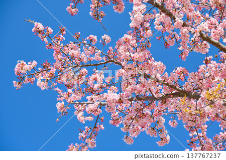 Japanese image "Kozu Sakura" Japanese image "Kozu Sakura" 137767237