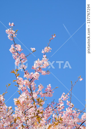 Kawazu cherry blossoms and airplane clouds Kawazu cherry blossoms and airplane clouds 137767294