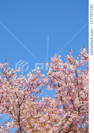 Kawazu cherry blossoms and airplane clouds 137767295