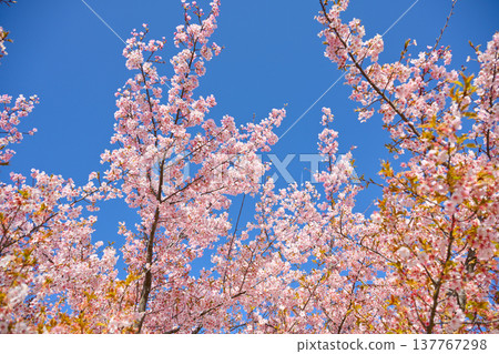 河津櫻花和飛機雲 137767298