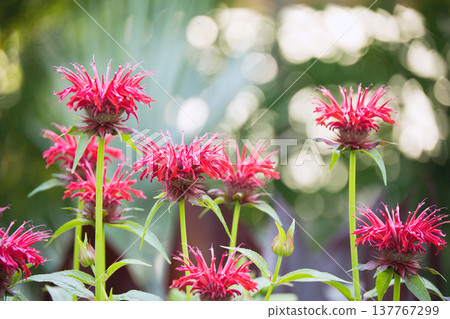 A flowerbed where monarda flowers are in bloom. 137767299