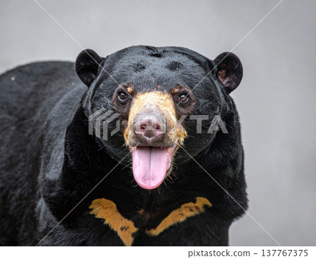 Captivating closeup of a Malayan sun bear showing its unique chest mark and playful expression. This striking wildlife portrait is ideal for nature conservation and educational media. 137767375
