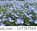 日立海濱公園的Nemophila 137767569