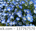 日立海濱公園的Nemophila up 137767570