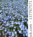 日立海濱公園的Nemophila 137767571