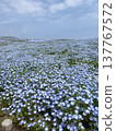 日立海濱公園的粉蝶花與天空 137767572