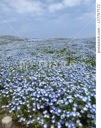 日立海濱公園的粉蝶花與天空 日立海濱公園的粉蝶花與天空 137767572