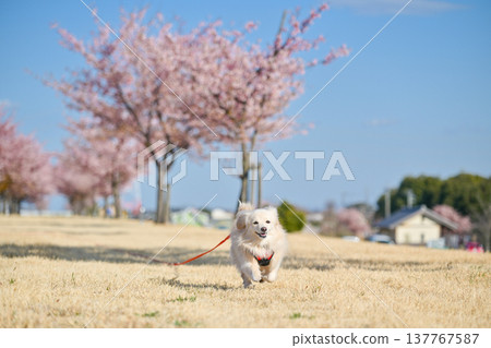 A dog happily running along a row of cherry trees. 137767587