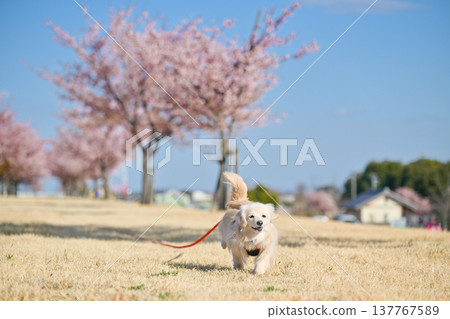 A dog happily running along a row of cherry trees. 137767589